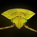 Green shield bug. Microscope Lumam P-8