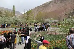 Gach Sar Tulip Garden