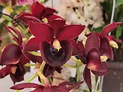 Catanoches Taiwan Red Diamond