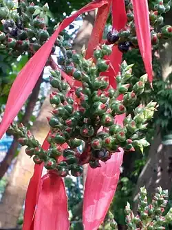 The red bracts of Aechmea bracteata