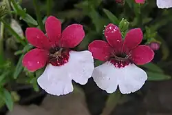 'Danish Flag' cultivar