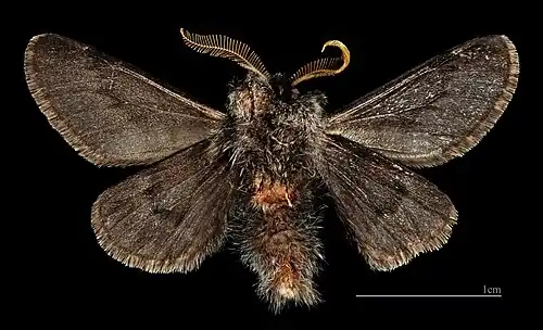 Apocheima hispidaria f. Obscura ♂ △