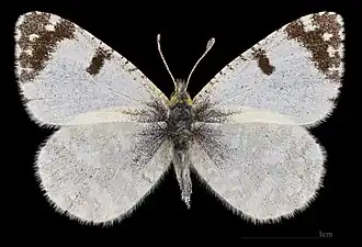 Euchloe tagis bellezina ♂