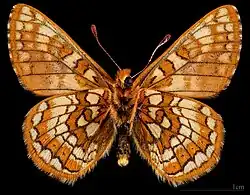 Euphydryas cynthia alpicola- Male △