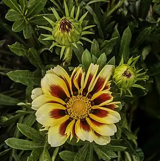 G. rigens (L.) Gaertn. var. rigens - Flower and Buttons