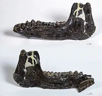 Hyotherium lacaillei Left Mandible - Holotype MHNT