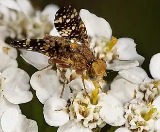 Neotephritis finalis - portrait