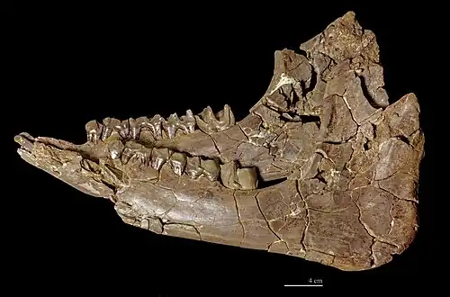 Plesiaceratherium mirallesi Mandibule (Béon, Montréal-du-Gers, France) MHNT