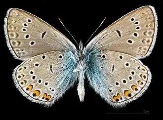 Polyommatus amandus ♂ △