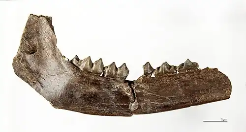Procervulus dichotomus Left Hemi-Mandible MHNT