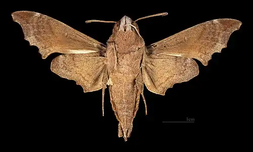 Enyo lugubris delanoi♂ △