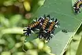Milkweed Tussock Moth (caterpillar)