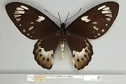 Ornithoptera paradisea female, dorsal view