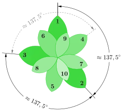 A diagram showing that sunflower seeds are separated by the golden angle, approximately 137.5 degrees