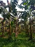 Mature Vegatative Myndoli Banana plants at 8-10 months