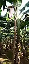 Flowering stage Myndoli Banana plants at 11-13 months