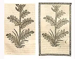 Achillea millefolium. Left: Hortus Sanitatis Straßburg 1497 (I, 295). Right: Kleines Destillierbuch (Blatt 54r)