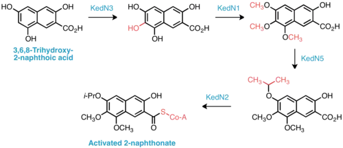 Proposed biosynthesis of activated 2-naphthonate subunit.