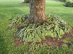 An emergent Brood X swarm and exuviae in Finneytown, Ohio near Cincinnati (May 21, 2004)