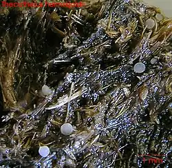 Thecotheus holmskioldii