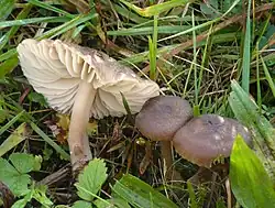 Neohygrocybe nitrata