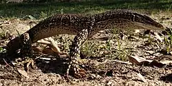 A 'race horse' goanna, photographed on the north side of Rowley Road near the old hall site. (2015)