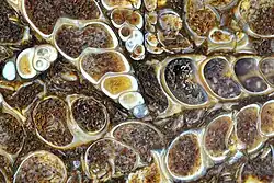 Chalcedony replaced fossil shells of Elimia tenera with inclusions of ostracods