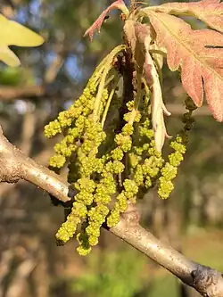 Quercus alba catkins (staminate or 'male' flowers)