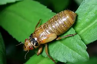 A Brood X cicada nymph in Bethesda, Maryland near Washington, D.C. (May 5, 2021)