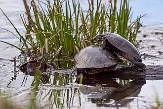 Painted turtles