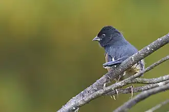 Eastern Towhee near Pike's Pond