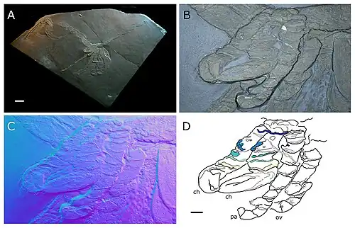 Chelifores, palps and ovigers