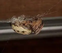 Friday_04-April-2025 Furrow Orb-weaver - Larinioides cornutus in South-Central Kentucky