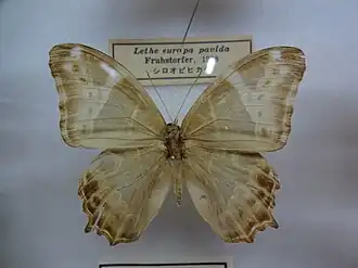 Dorsal view (male)