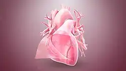 3D still showing the pericardium layer.