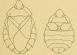 Line drawing of two insects
