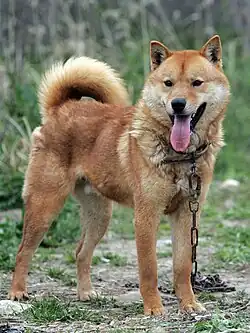 White dog laying on floor pictured from above, one leg extended in front. Ears pricked and slightly colored as is the tail. Long straight muzzle. Medium length hair.