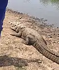 Crocodile by the pond