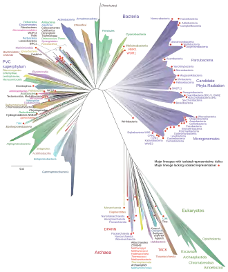 A 2016 metagenomic representation of the tree of life, unrooted, using ribosomal protein sequences. Bacteria are at top (left and right); Archaea at bottom; Eukaryotes in green at bottom right.[134]