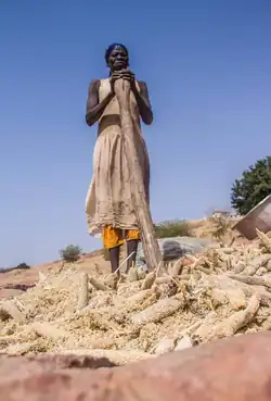 A woman threshing pearl millet in Northern Ghana