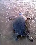 Olive ridley turtles lay eggs on the sandy beaches