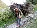 A farmer with sticks to be used for support of vegetable crops