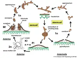 Life cycle of Asterina sp.