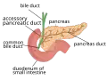 Accessory pancreatic duct