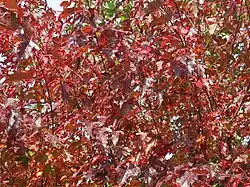 Autumn leaf colour; Primor'ye, Russia