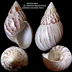 Cochlitoma zebra (Heterobranchia)