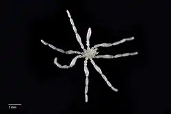 "Achelia transfugoides"