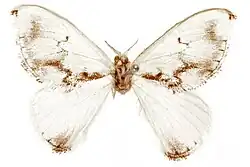 A white moth with a brown body, with brown lines around the wings and horizontally from the body