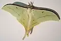 Actias selene male