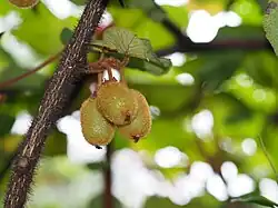 Wild Actinidia chinensis var. setosa fruit